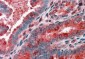 Goat Anti-ARP1 homolog B Antibody